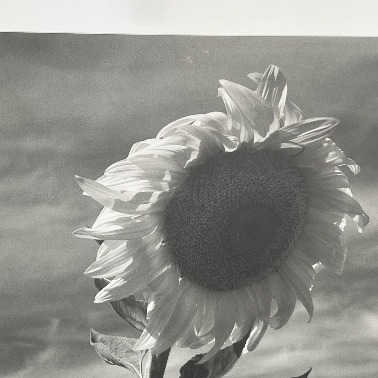 Henri Silberman 'Sunflower' Large Scale Photograph