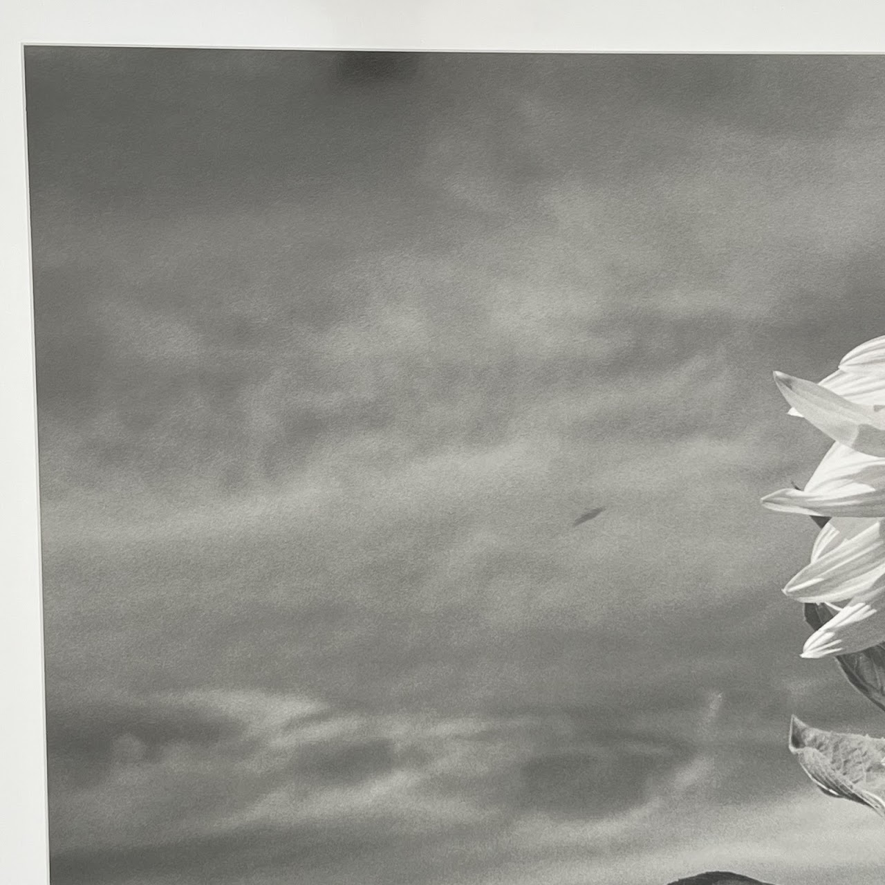 Henri Silberman 'Sunflower' Large Scale Photograph