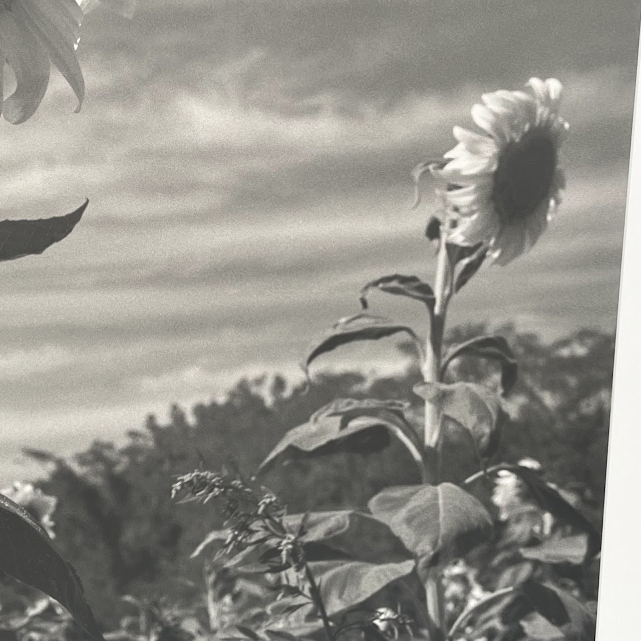 Henri Silberman 'Sunflower' Large Scale Photograph