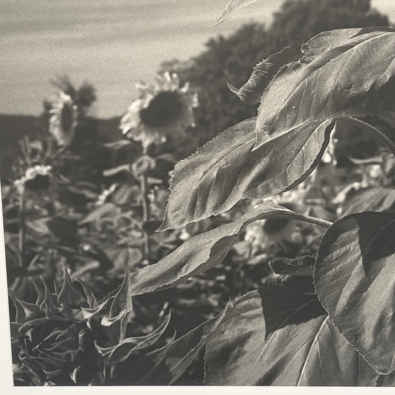 Henri Silberman 'Sunflower' Large Scale Photograph