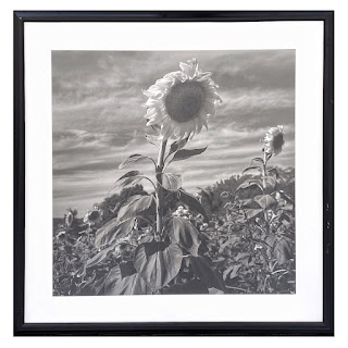 Henri Silberman 'Sunflower' Large Scale Photograph