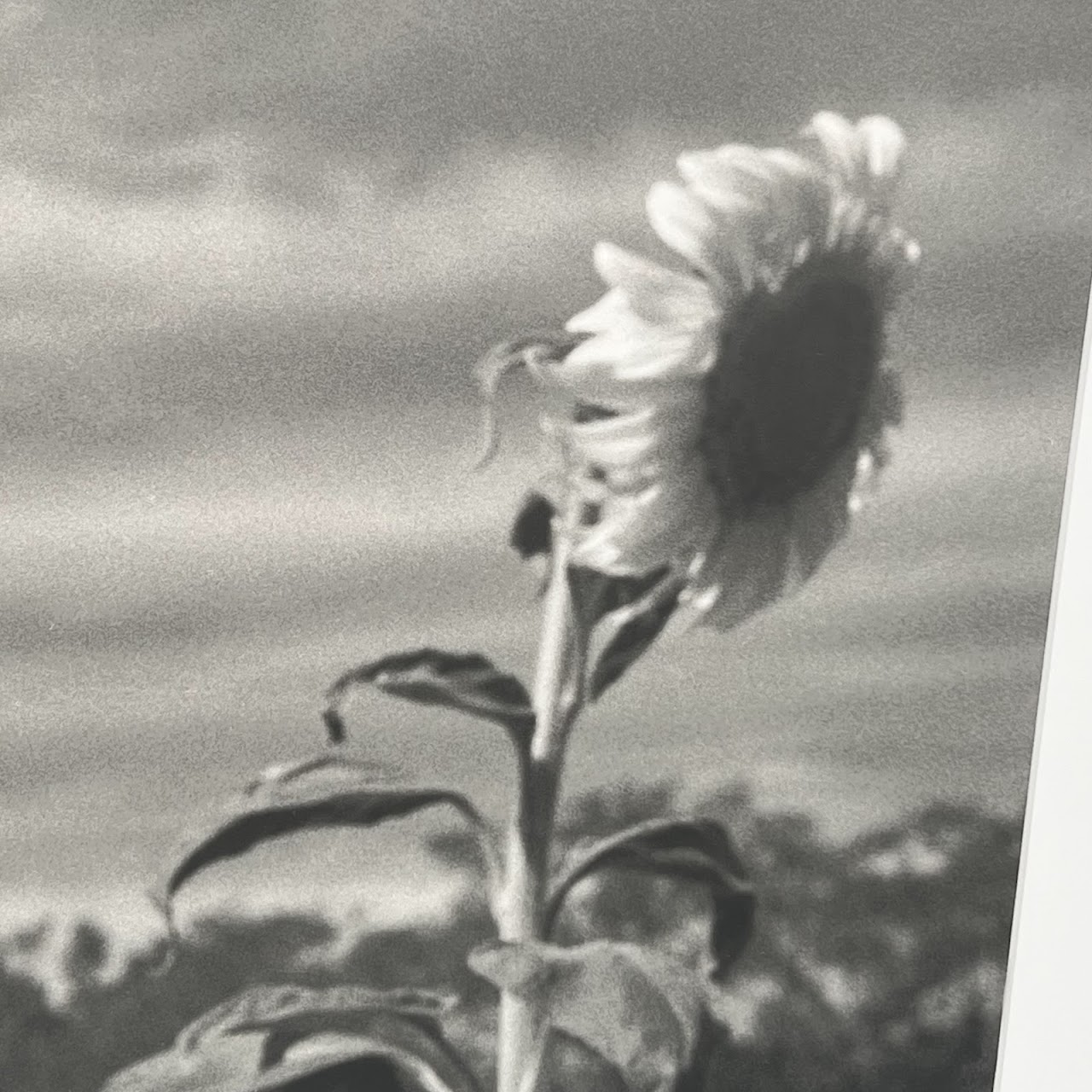 Henri Silberman 'Sunflower' Large Scale Photograph