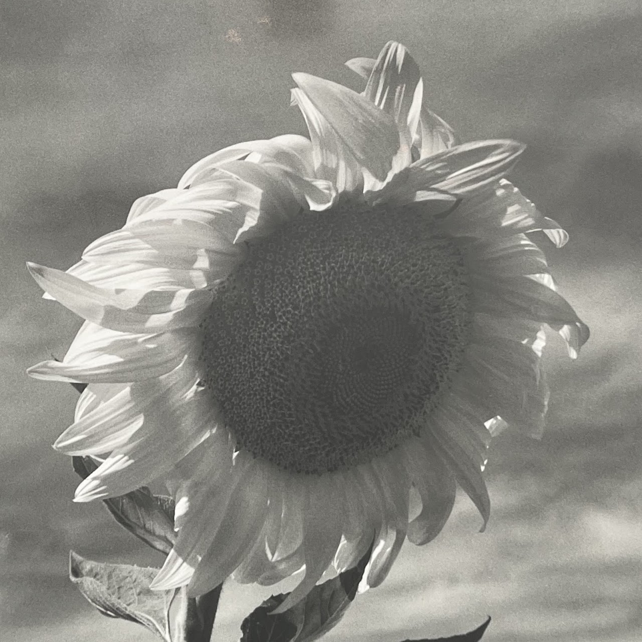 Henri Silberman 'Sunflower' Large Scale Photograph