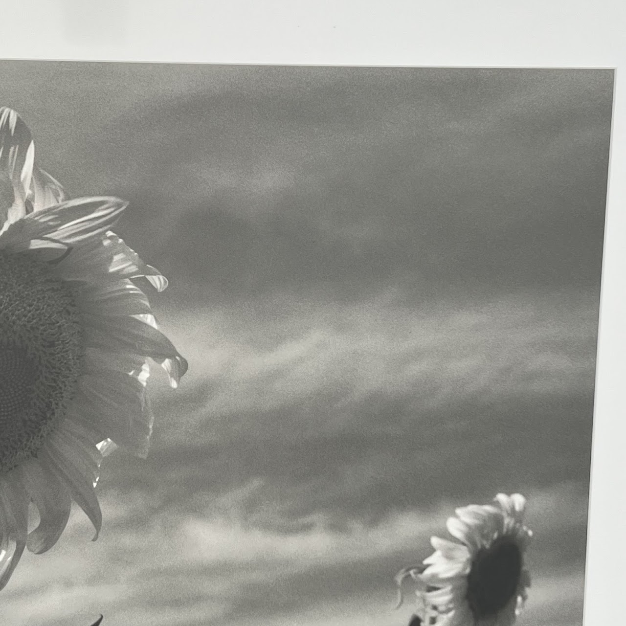 Henri Silberman 'Sunflower' Large Scale Photograph