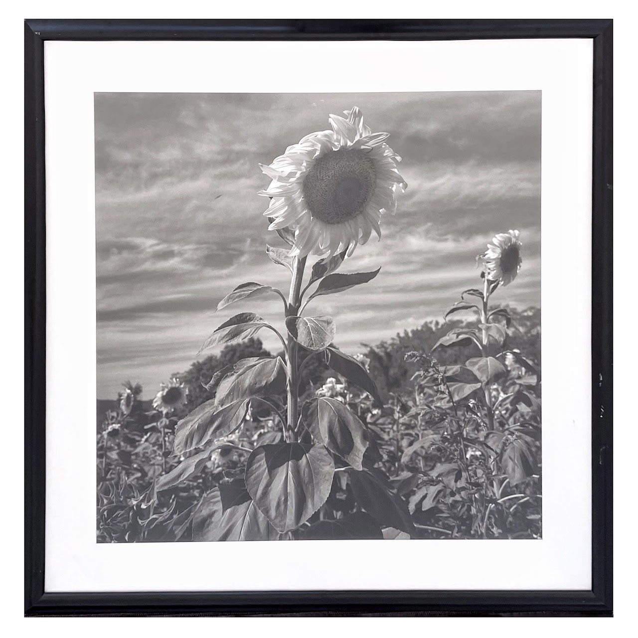 Henri Silberman 'Sunflower' Large Scale Photograph