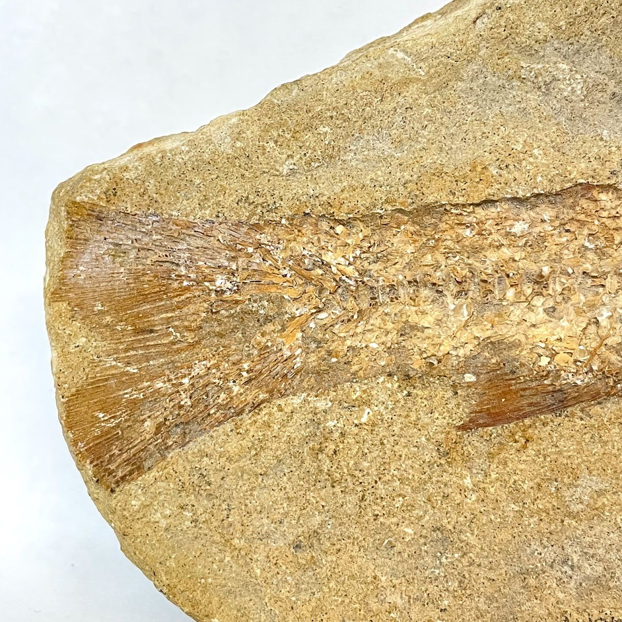 Fossil Fish Specimen