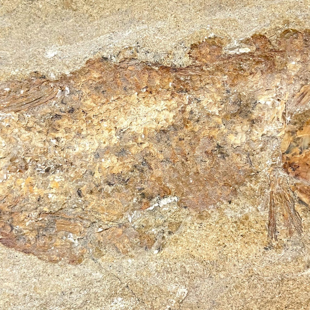 Fossil Fish Specimen