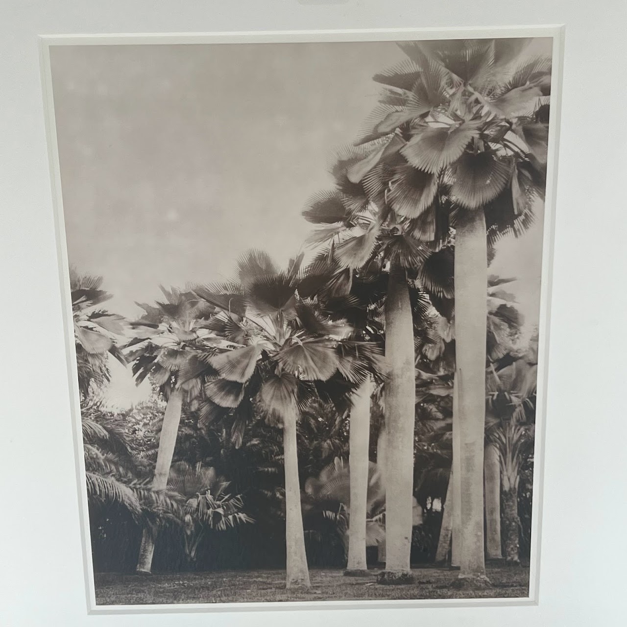 Jose Picayo 'Bailey Palm' Silver Gelatin Photograph