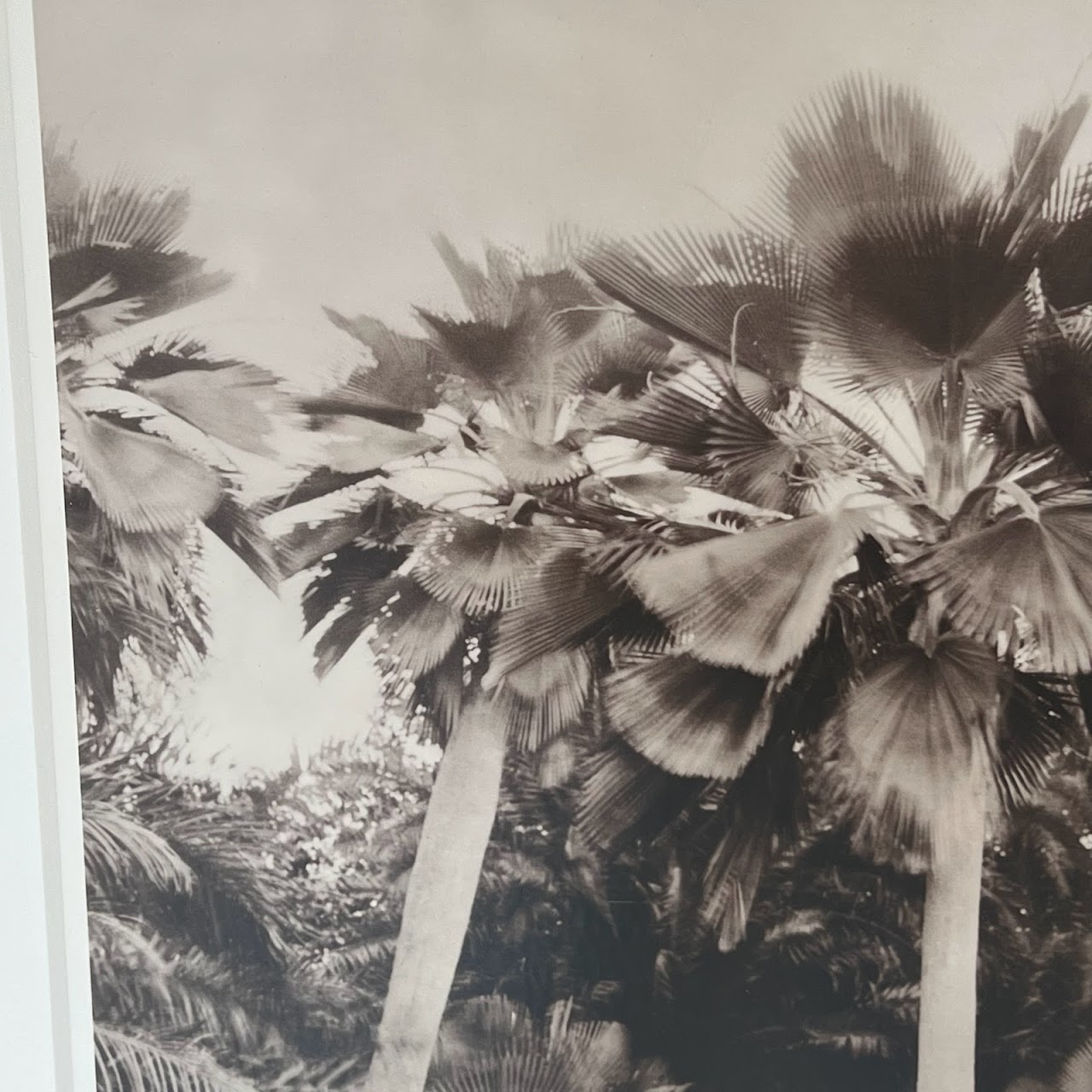 Jose Picayo 'Bailey Palm' Silver Gelatin Photograph