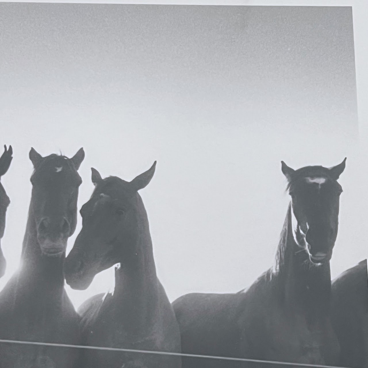 Adam Jahiel 'Horse Shadows' Signed Silver Gelatin Photograph