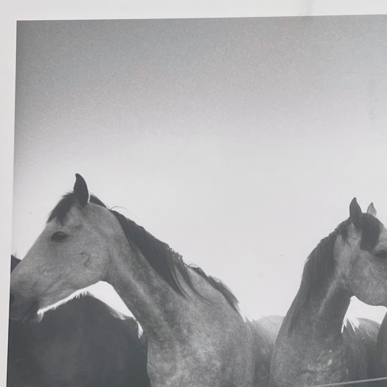 Adam Jahiel 'Horse Shadows' Signed Silver Gelatin Photograph