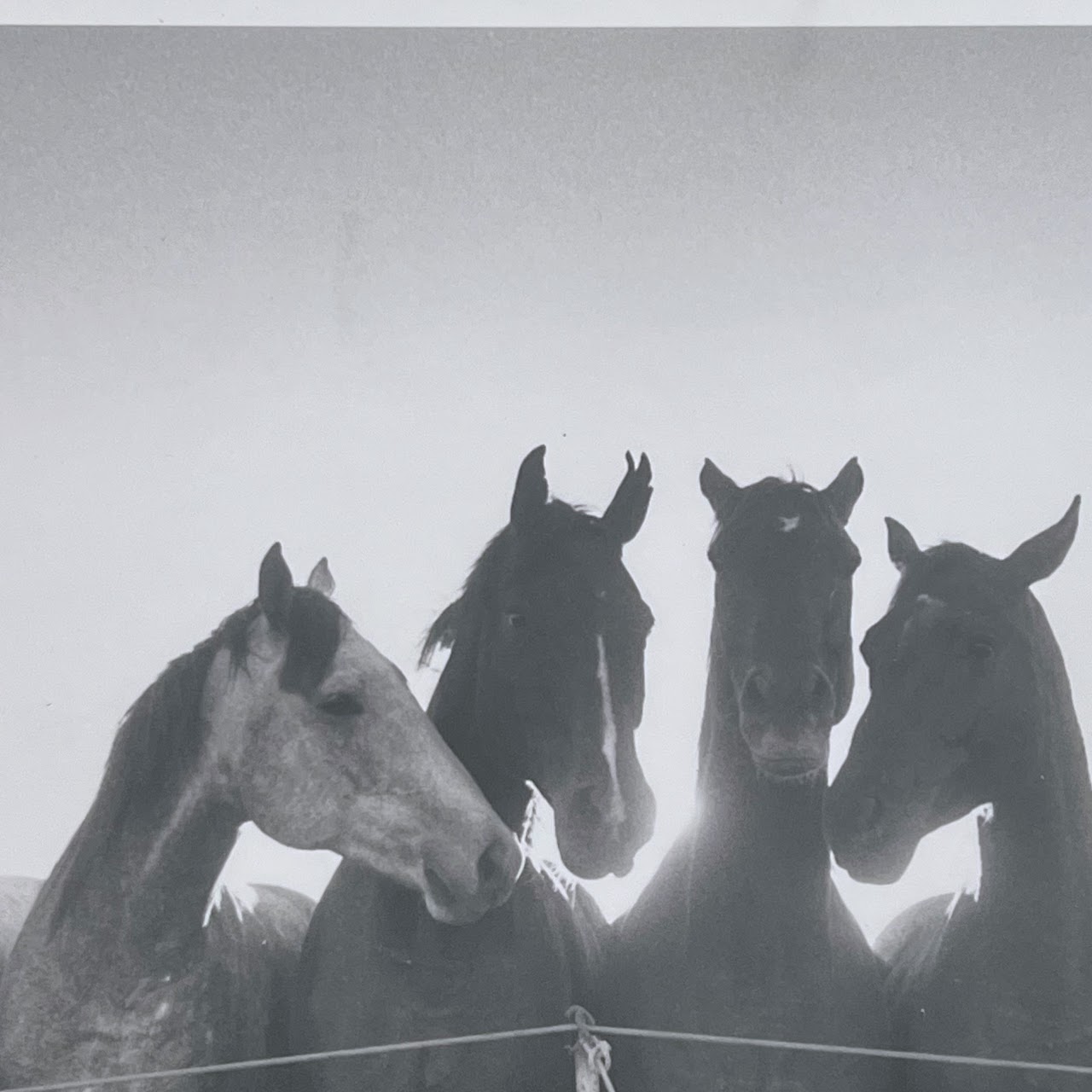 Adam Jahiel 'Horse Shadows' Signed Silver Gelatin Photograph