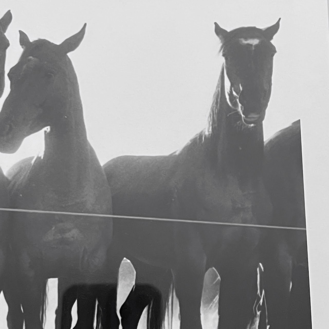 Adam Jahiel 'Horse Shadows' Signed Silver Gelatin Photograph