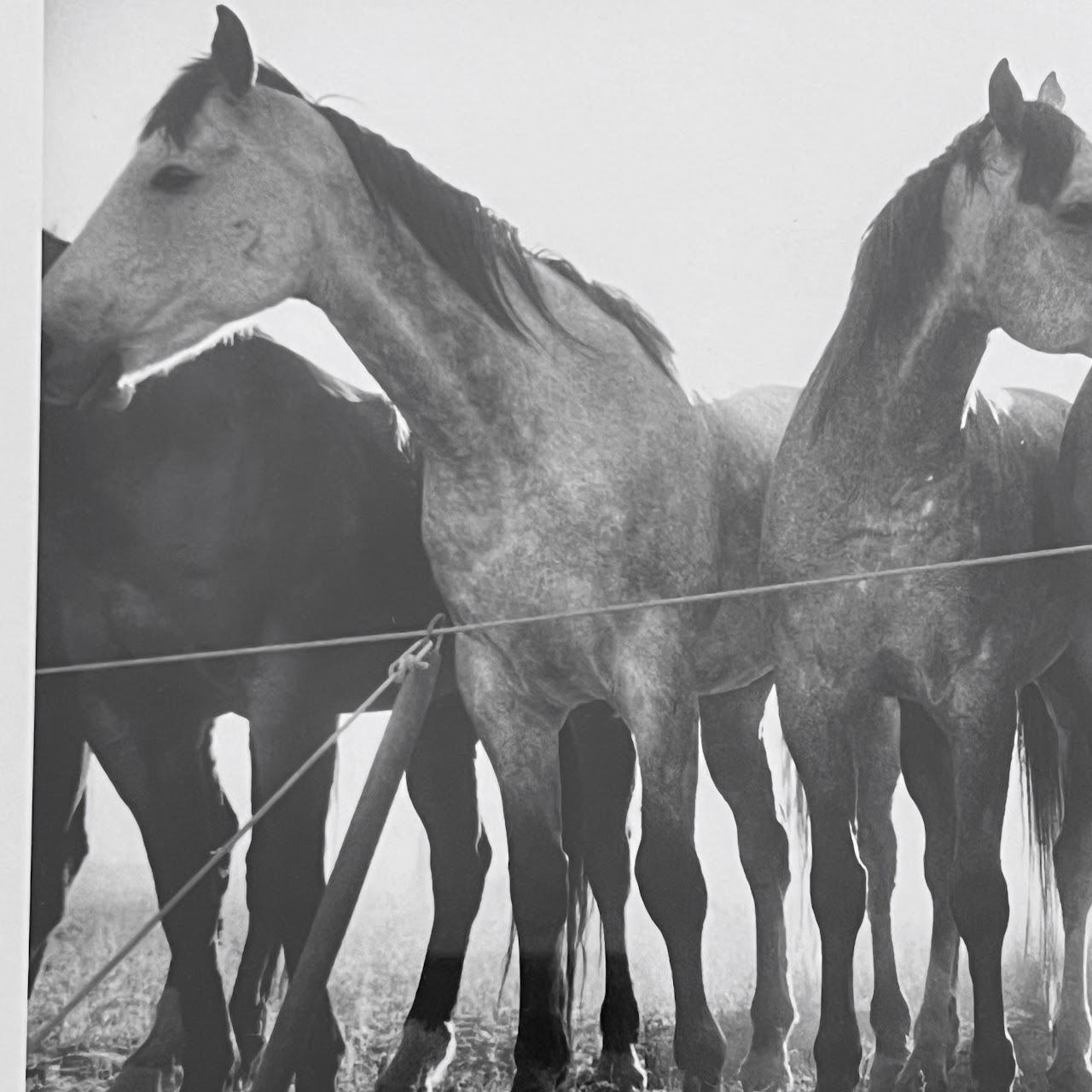 Adam Jahiel 'Horse Shadows' Signed Silver Gelatin Photograph