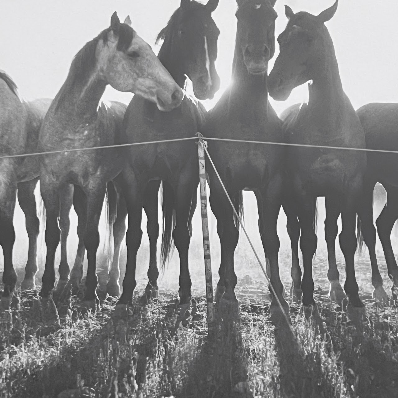 Adam Jahiel 'Horse Shadows' Signed Silver Gelatin Photograph