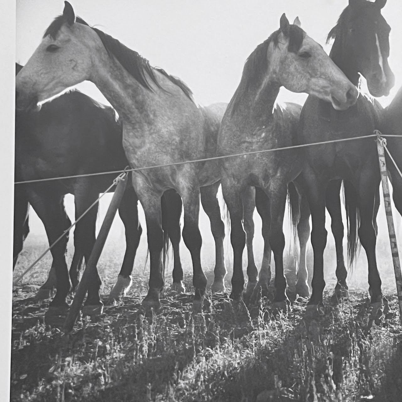 Adam Jahiel 'Horse Shadows' Signed Silver Gelatin Photograph