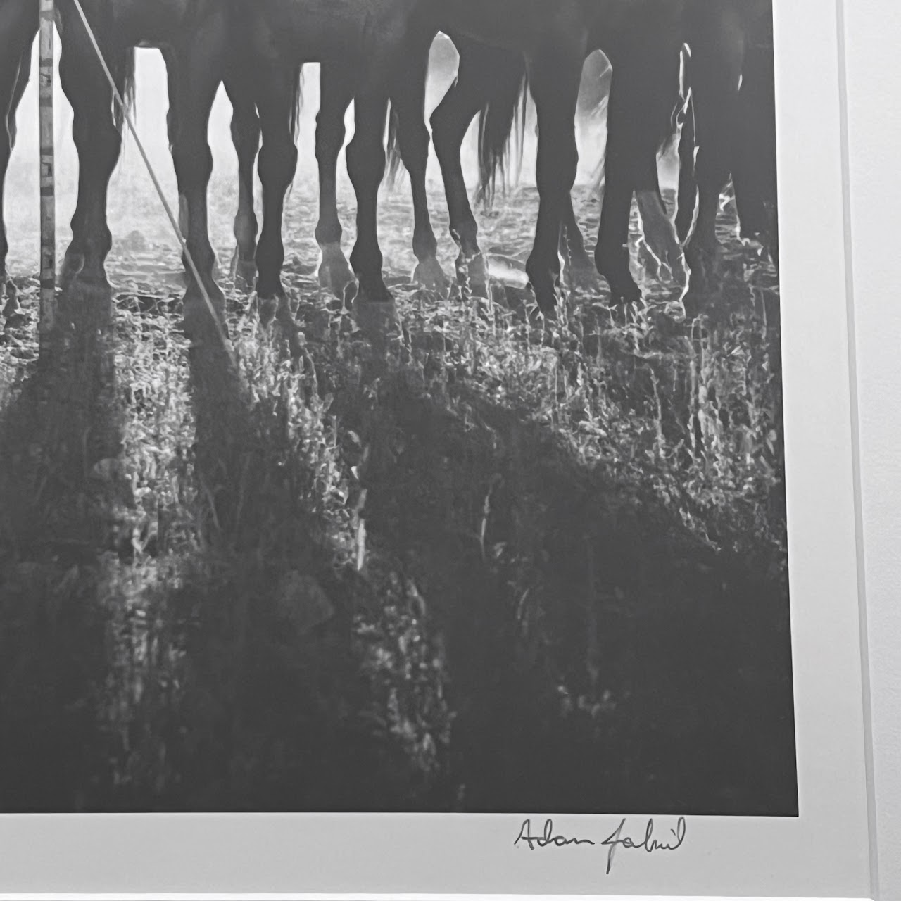 Adam Jahiel 'Horse Shadows' Signed Silver Gelatin Photograph