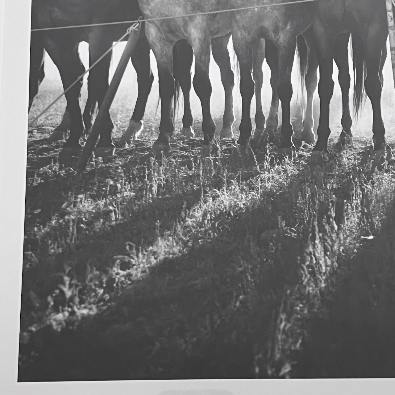 Adam Jahiel 'Horse Shadows' Signed Silver Gelatin Photograph