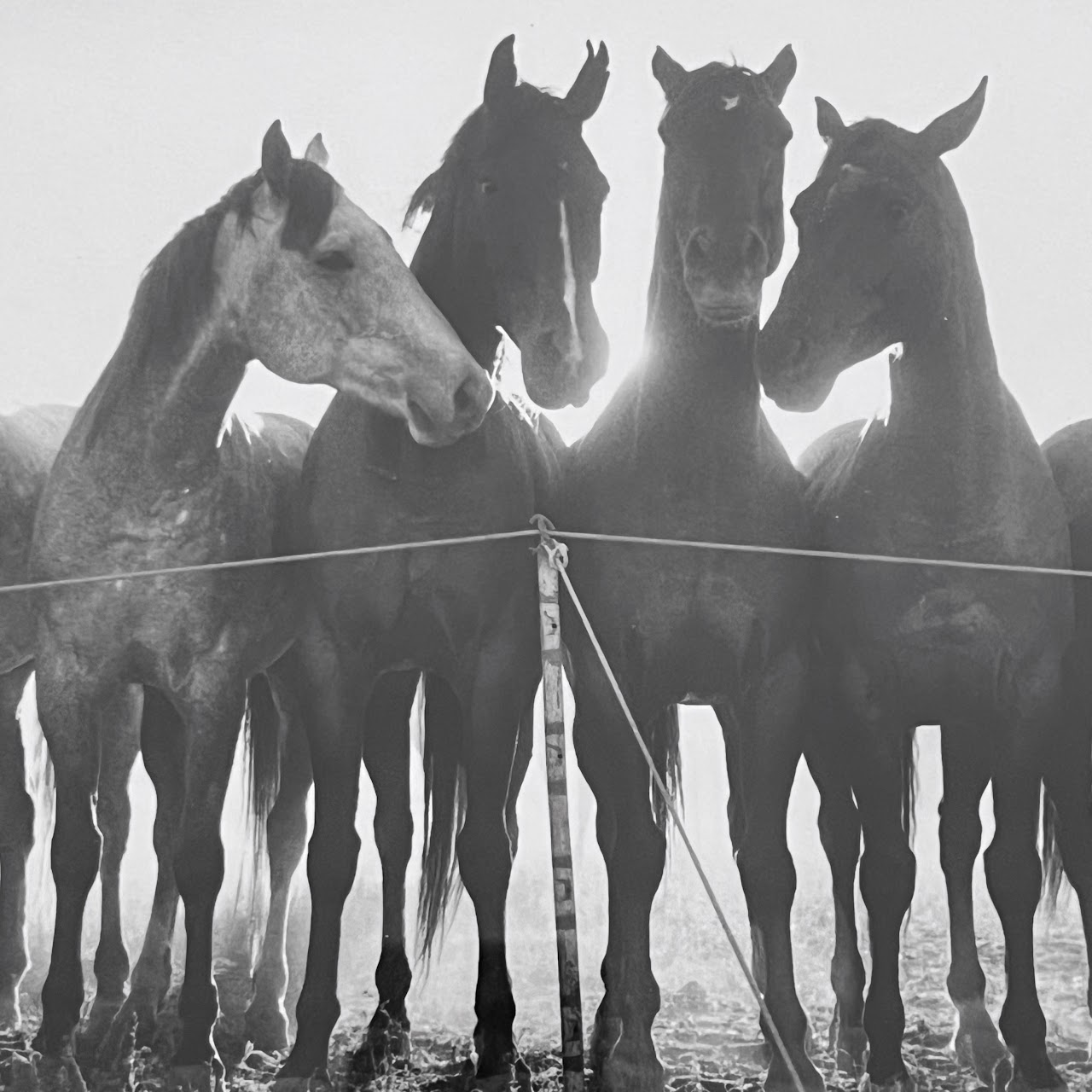 Adam Jahiel 'Horse Shadows' Signed Silver Gelatin Photograph