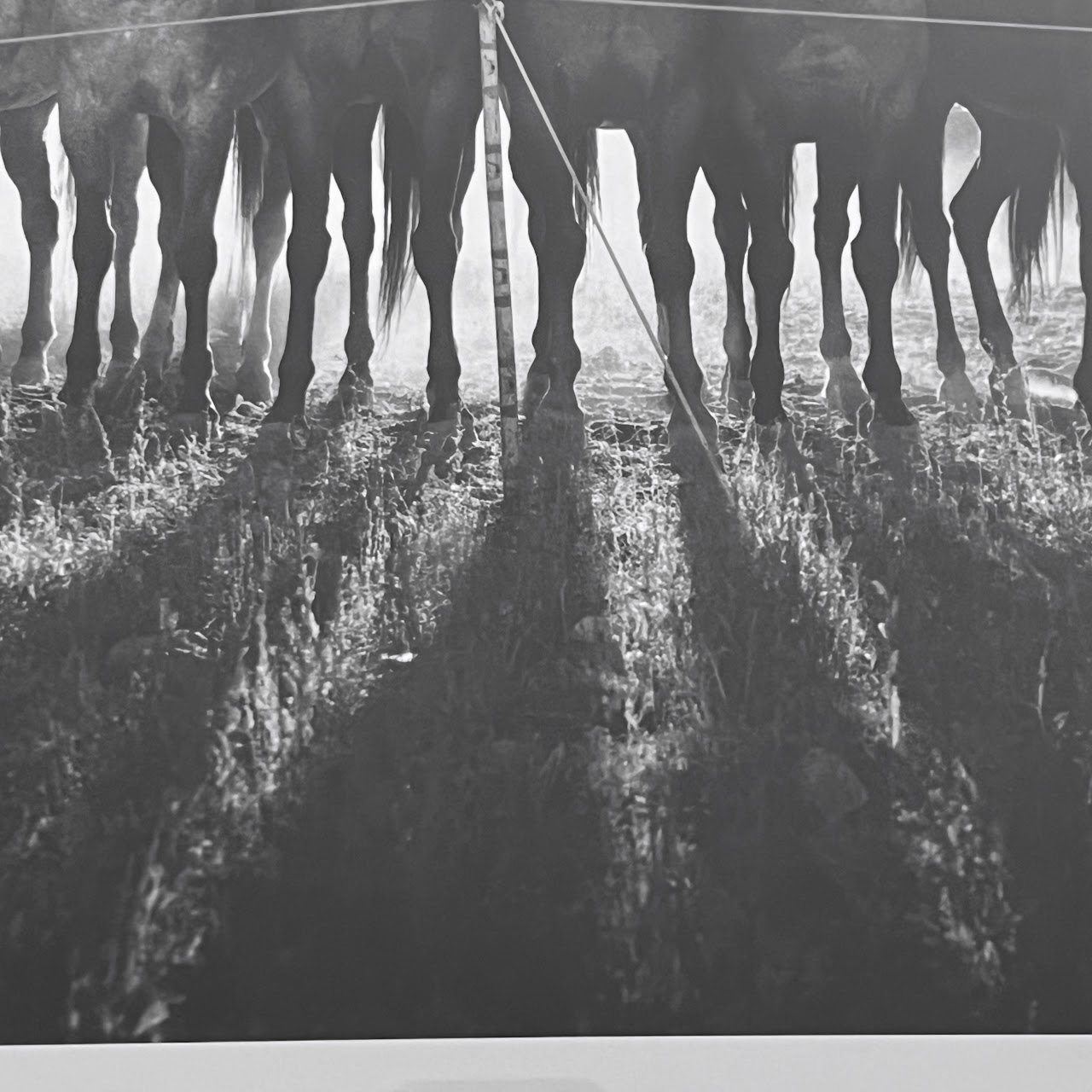 Adam Jahiel 'Horse Shadows' Signed Silver Gelatin Photograph