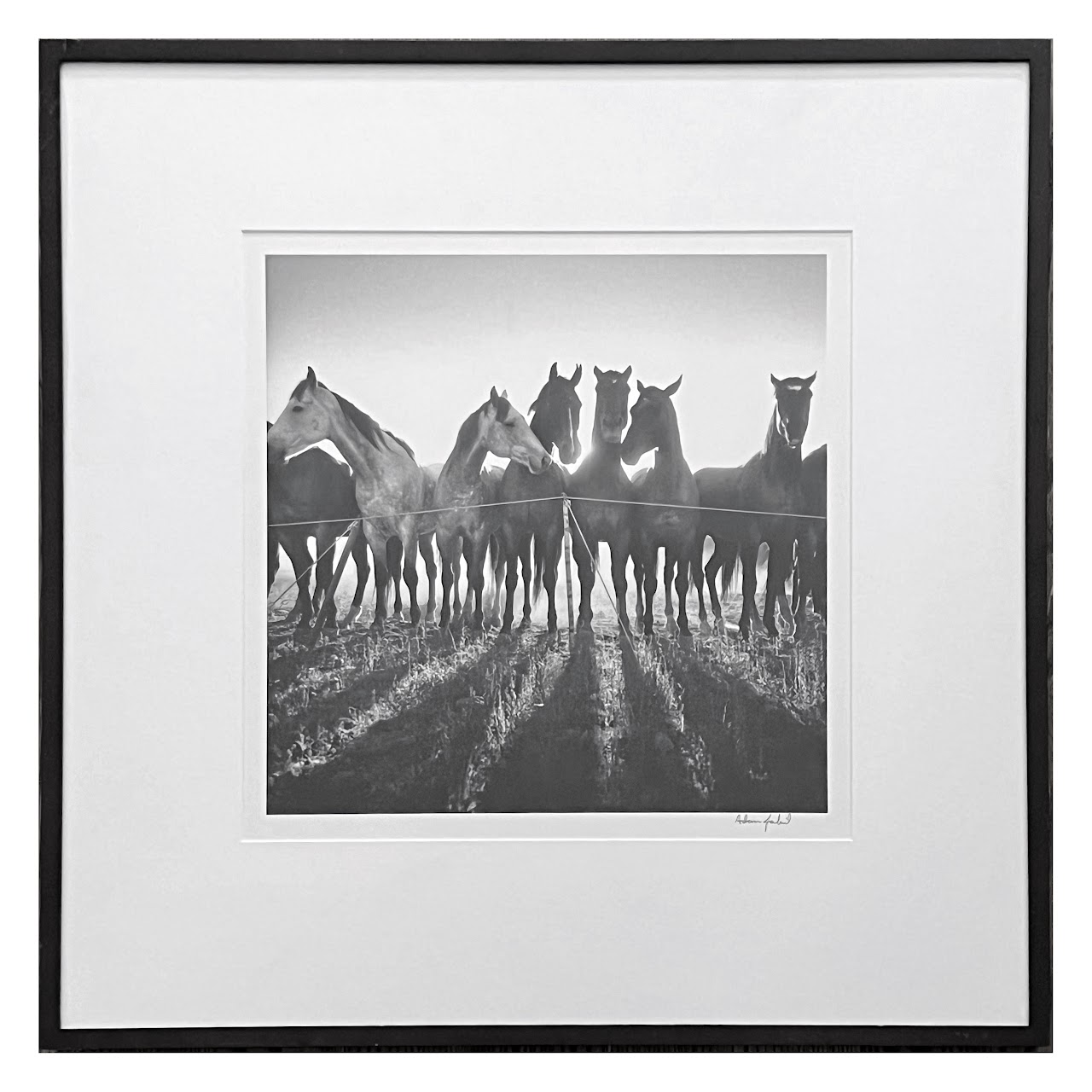 Adam Jahiel 'Horse Shadows' Signed Silver Gelatin Photograph