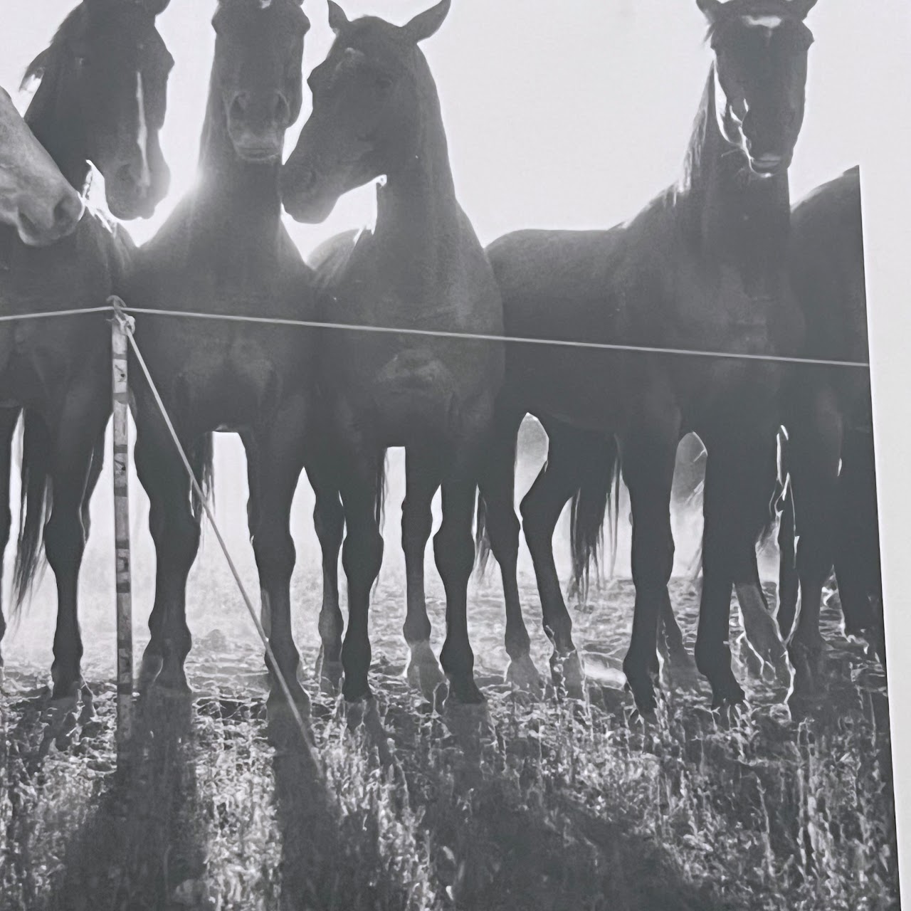 Adam Jahiel 'Horse Shadows' Signed Silver Gelatin Photograph