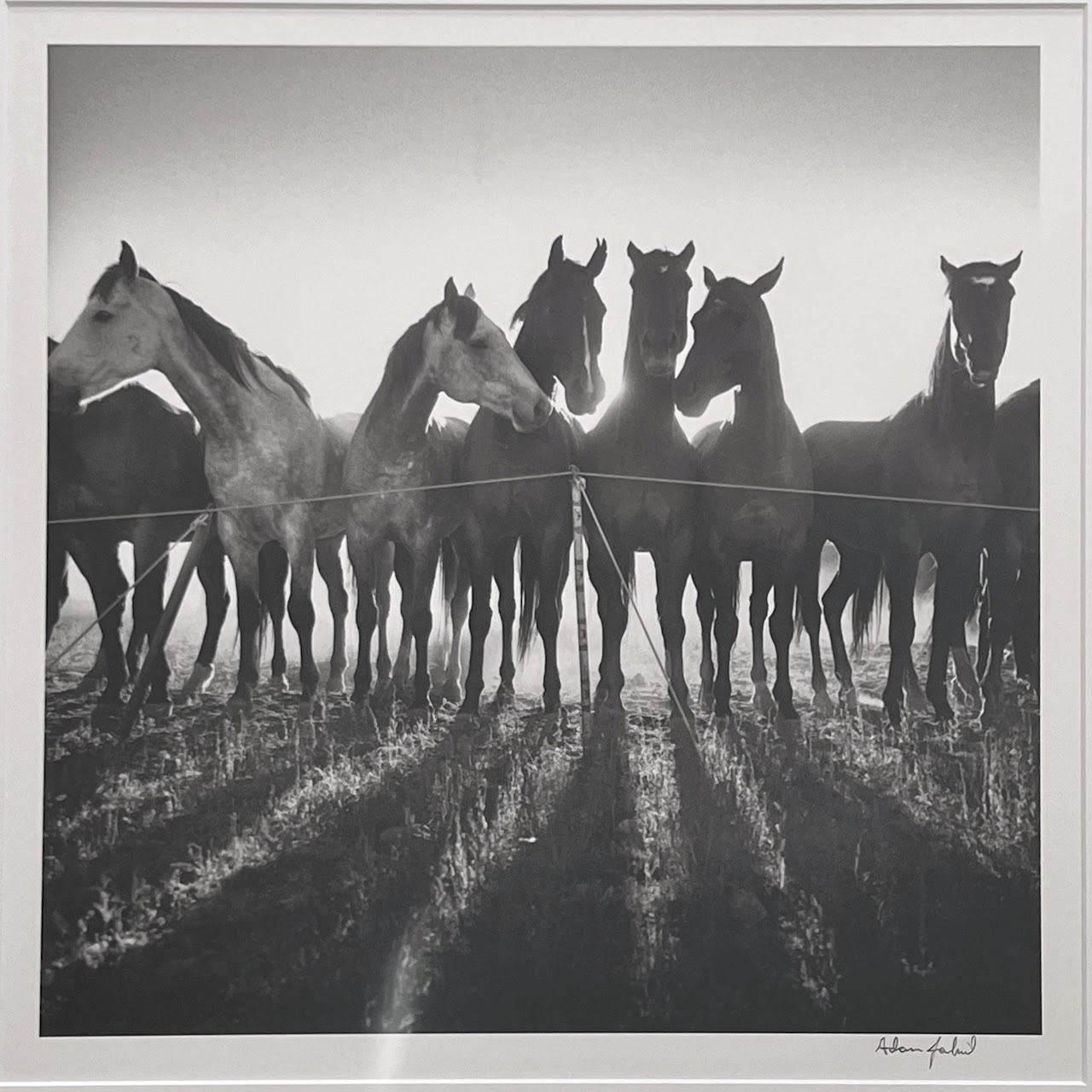 Adam Jahiel 'Horse Shadows' Signed Silver Gelatin Photograph