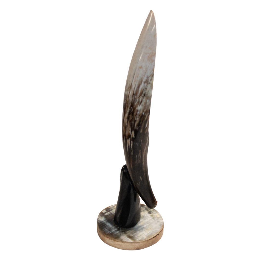 Polished Cow Horn Table Lamp