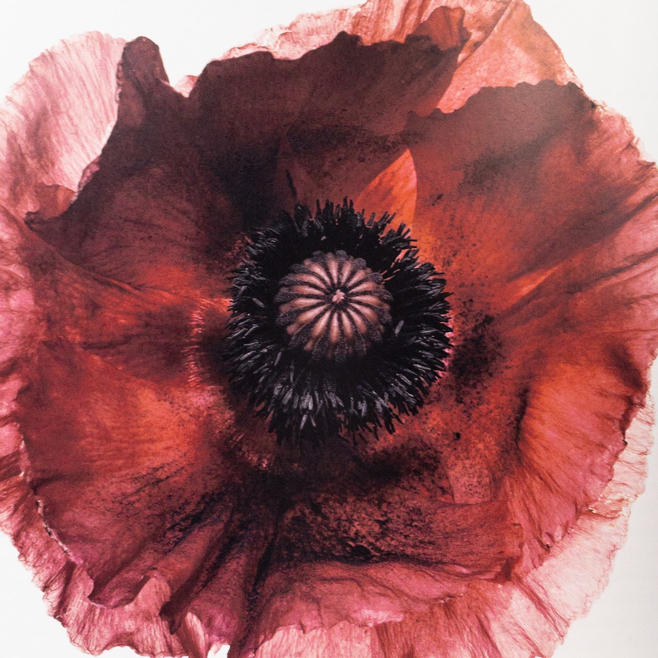 'Irving Penn: Centennial' RARE Book