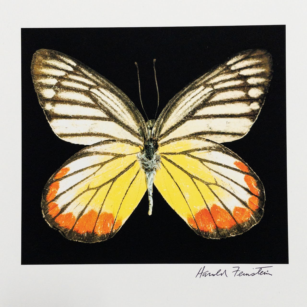 Harold Feinstein Butterfly Color Scanograph Duo