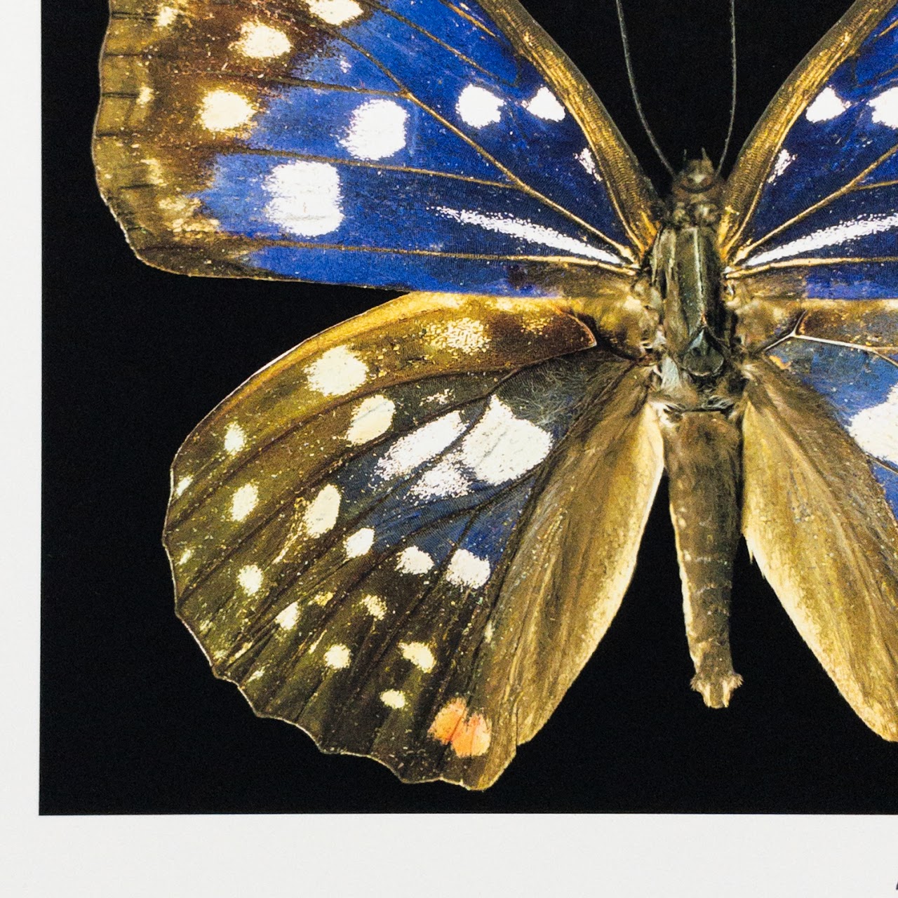 Harold Feinstein Butterfly Color Scanograph Duo