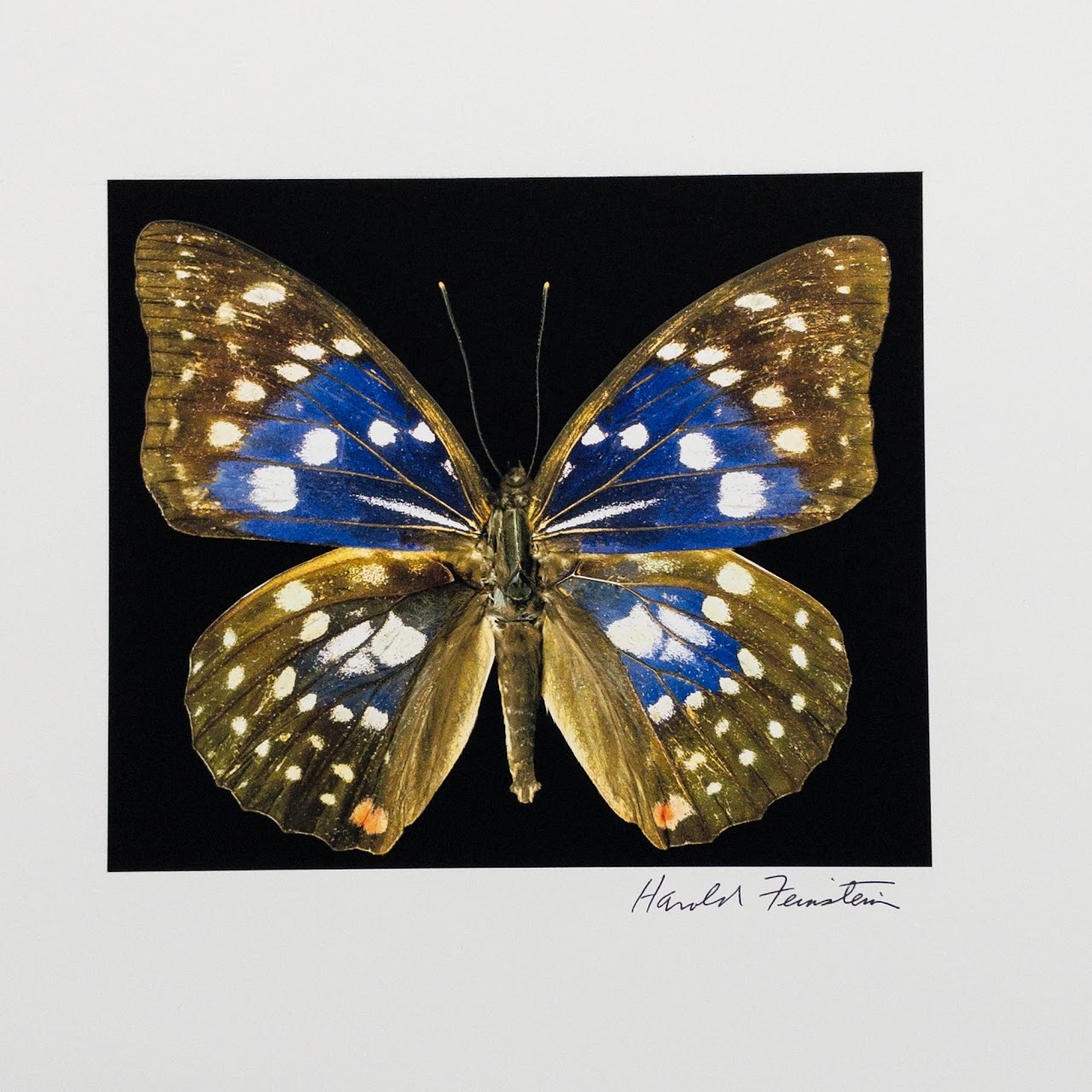 Harold Feinstein Butterfly Color Scanograph Duo