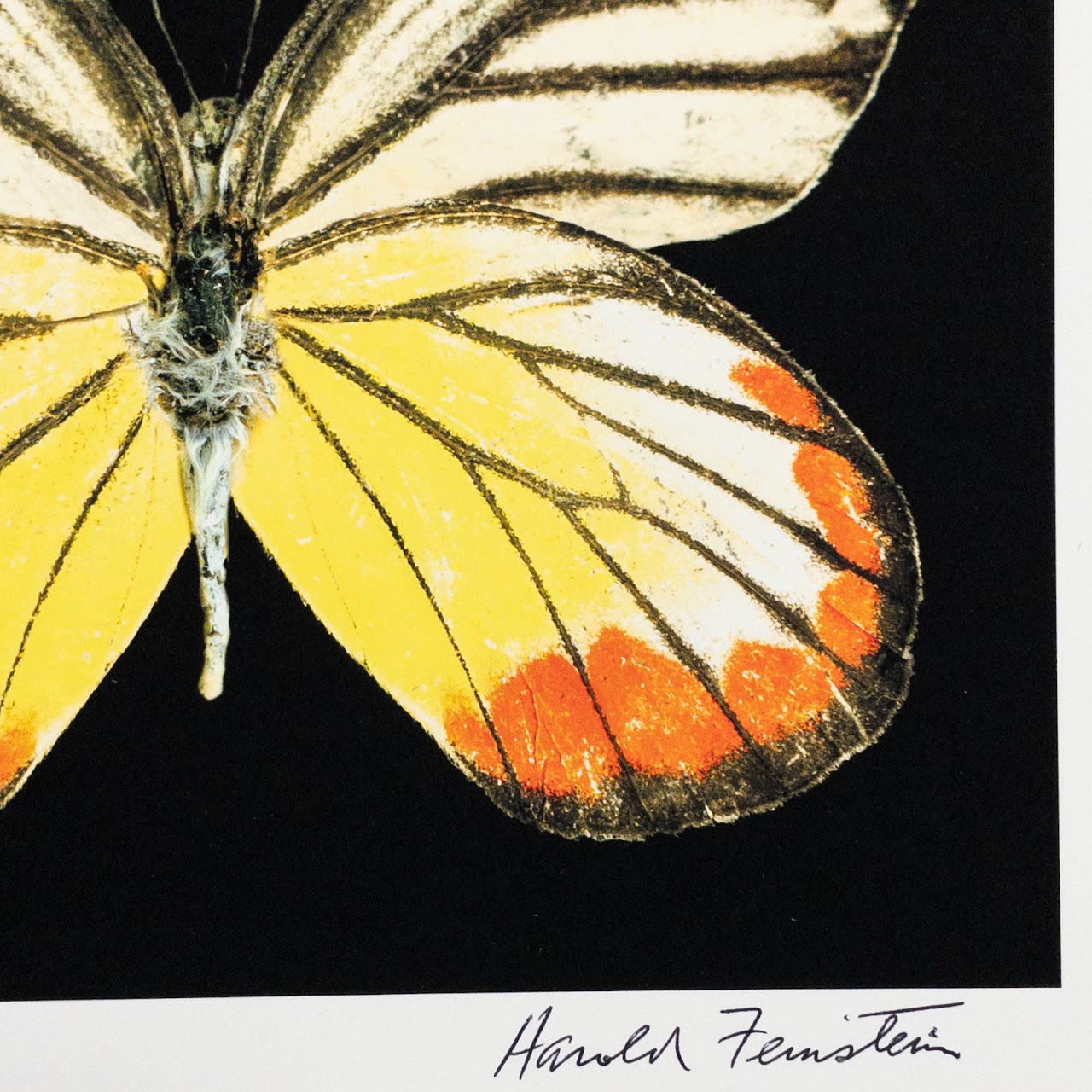 Harold Feinstein Butterfly Color Scanograph Duo