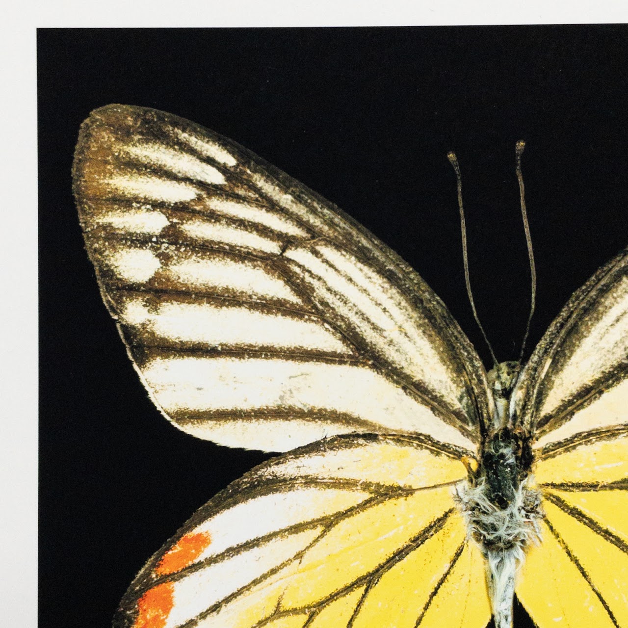 Harold Feinstein Butterfly Color Scanograph Duo