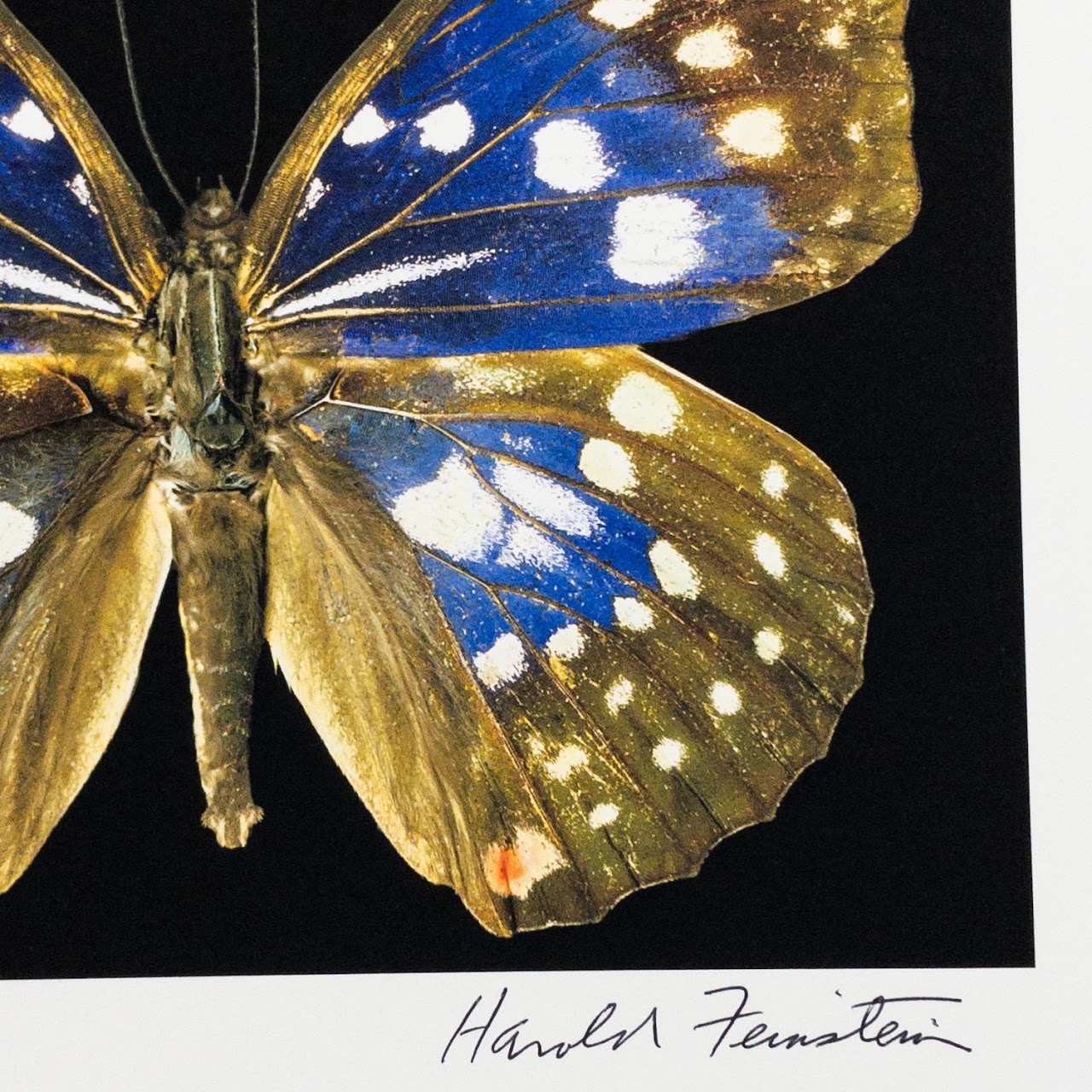 Harold Feinstein Butterfly Color Scanograph Duo