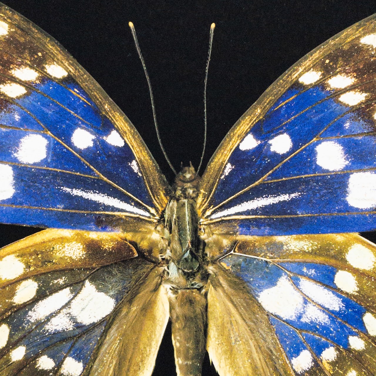 Harold Feinstein Butterfly Color Scanograph Duo