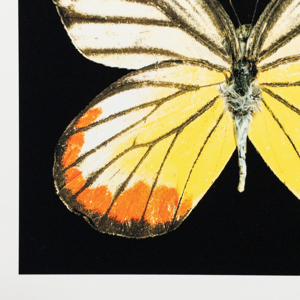 Harold Feinstein Butterfly Color Scanograph Duo