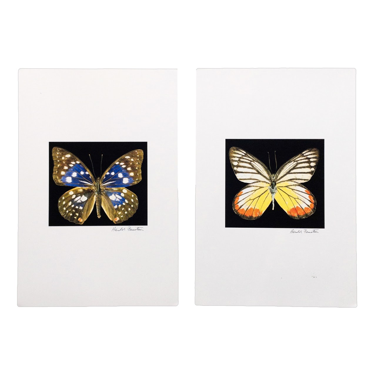 Harold Feinstein Butterfly Color Scanograph Duo