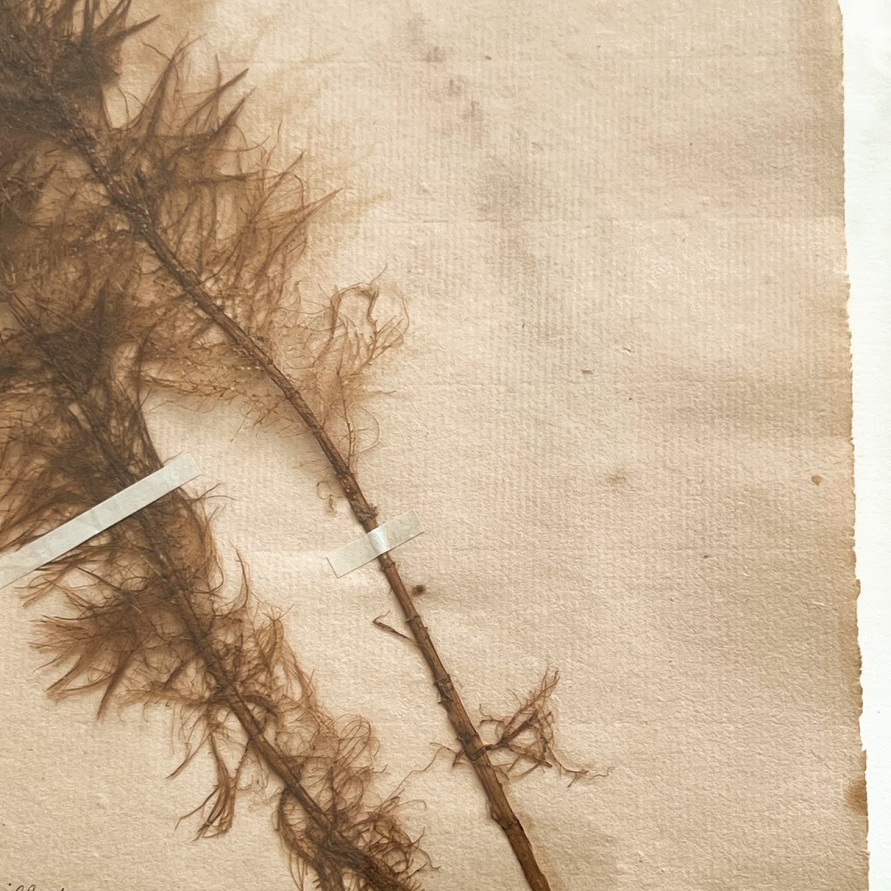 19th C. Myriophyllum Verticillatum Whorl-Leaf Watermilfoil Herbarium Specimen