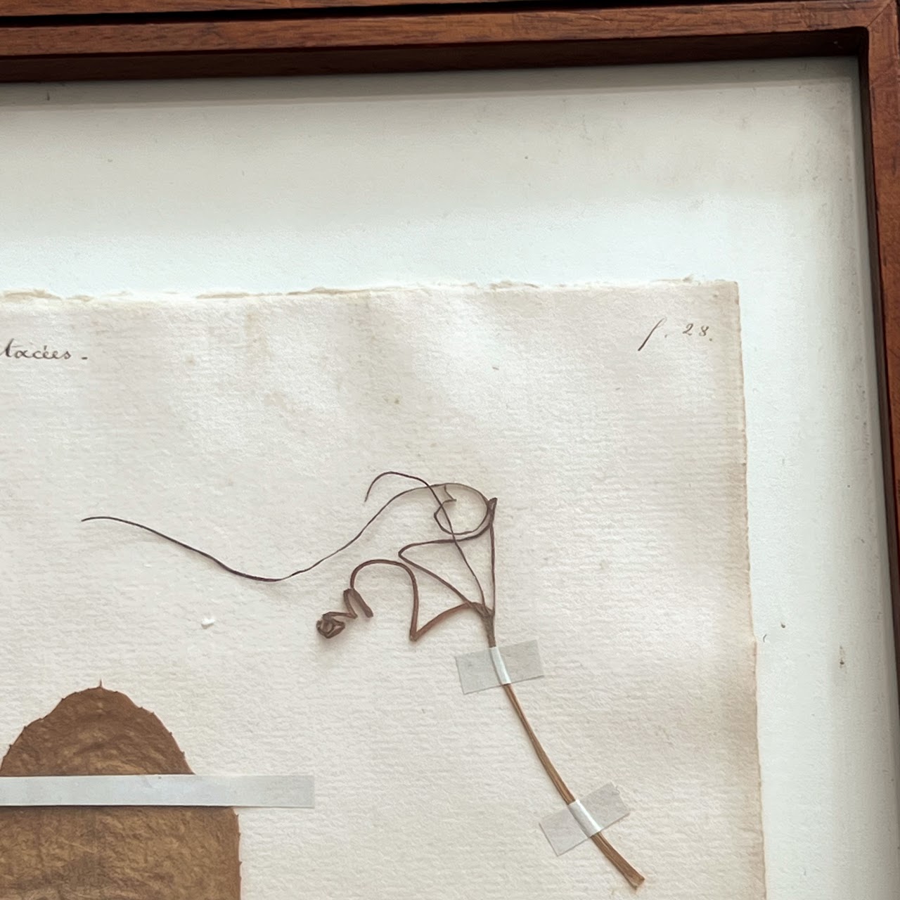 19th C. Cucumin Colocynthis Bitter Apple Herbarium Specimen