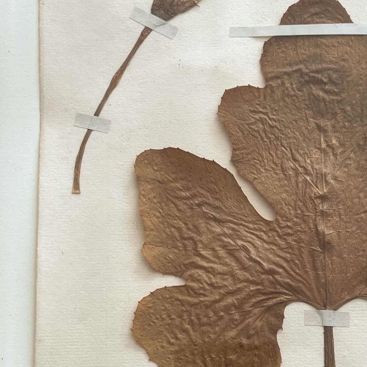 19th C. Cucumin Colocynthis Bitter Apple Herbarium Specimen