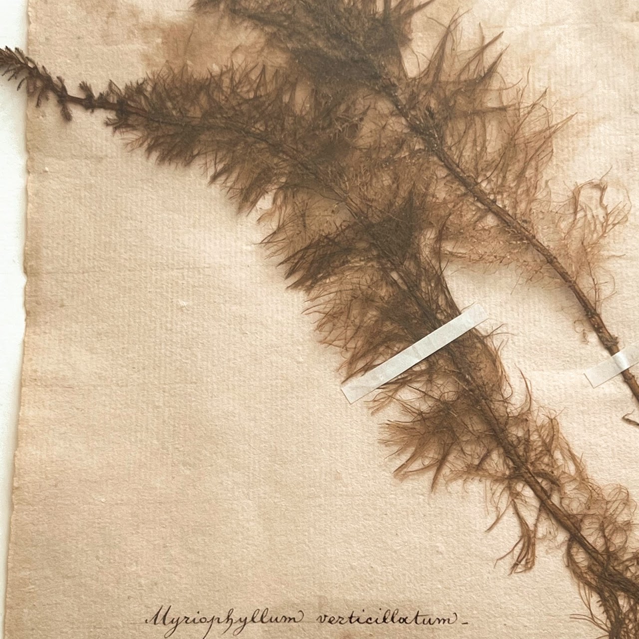 19th C. Myriophyllum Verticillatum Whorl-Leaf Watermilfoil Herbarium Specimen