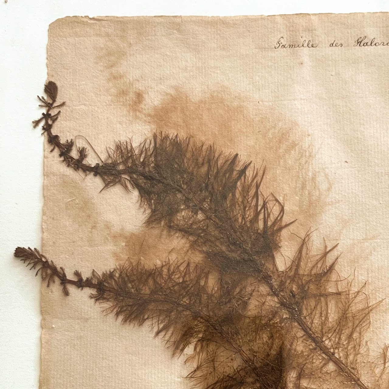 19th C. Myriophyllum Verticillatum Whorl-Leaf Watermilfoil Herbarium Specimen