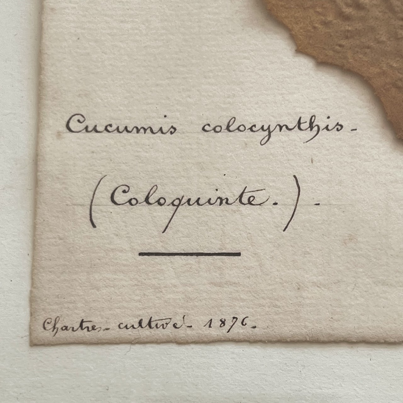 19th C. Cucumin Colocynthis Bitter Apple Herbarium Specimen