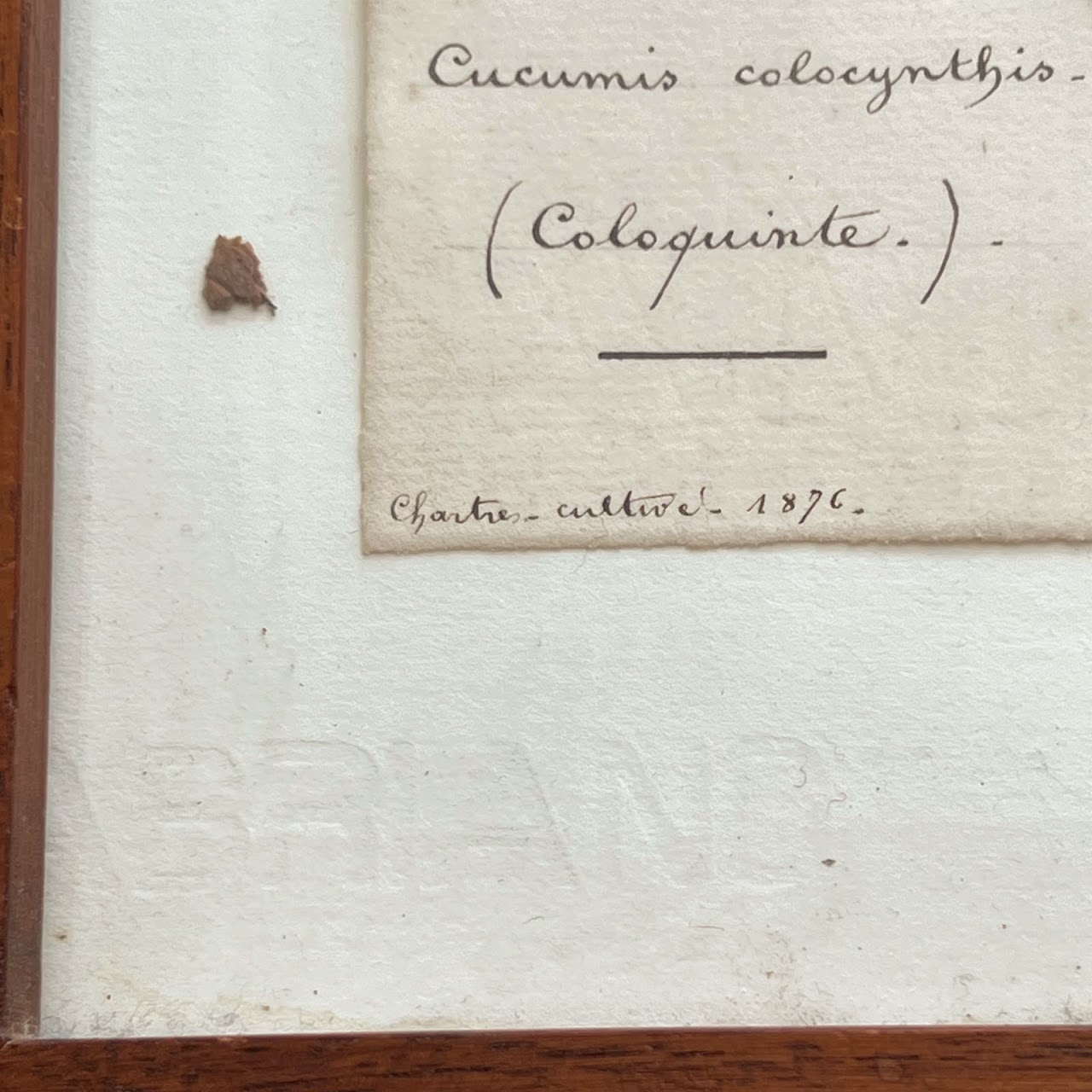 19th C. Cucumin Colocynthis Bitter Apple Herbarium Specimen