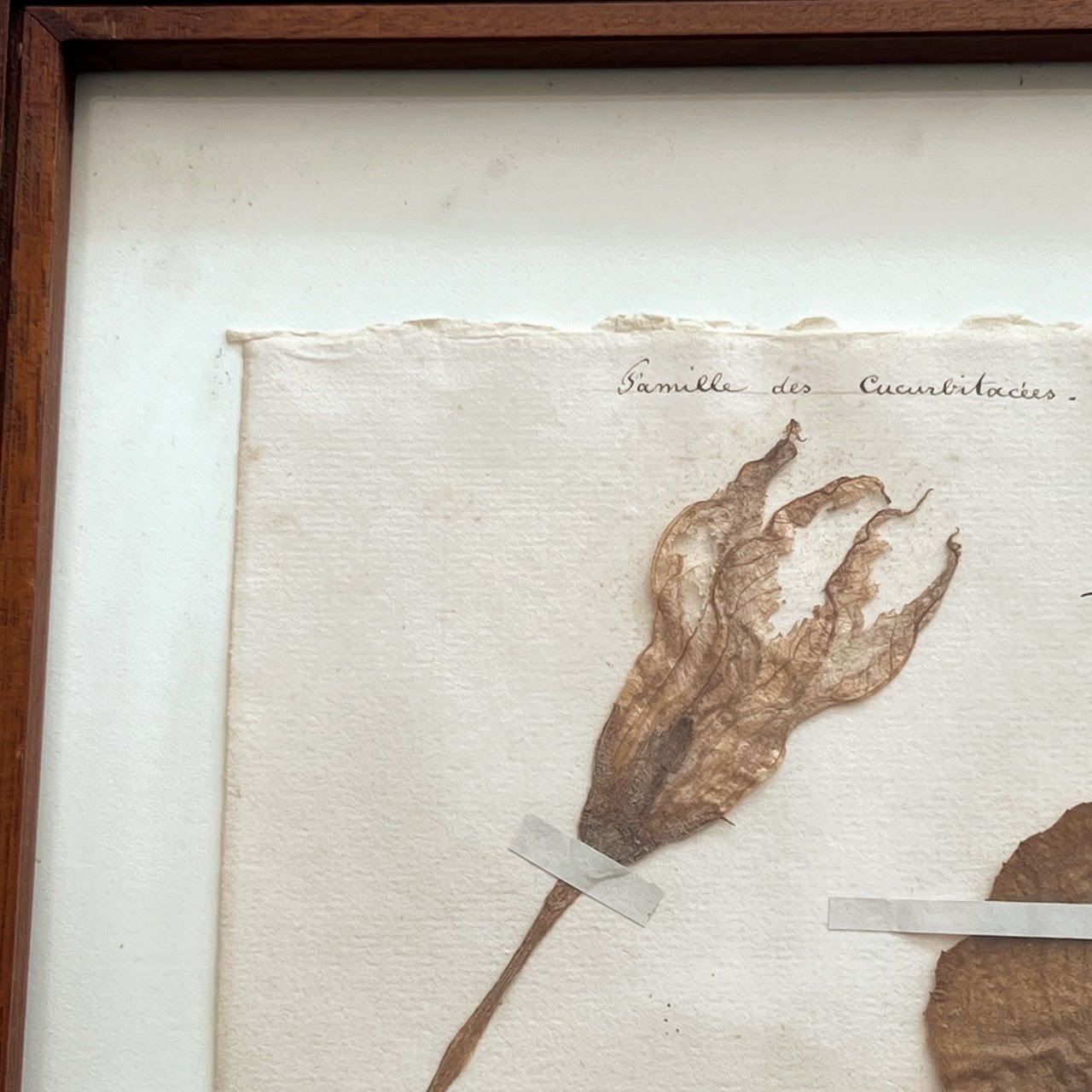 19th C. Cucumin Colocynthis Bitter Apple Herbarium Specimen