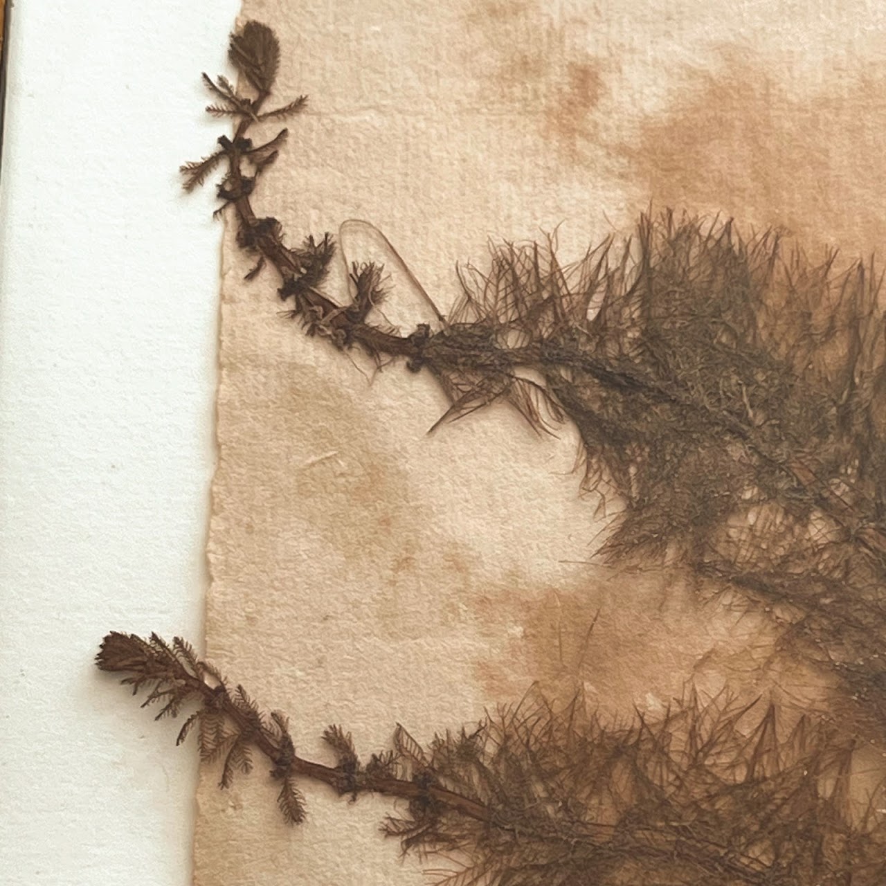 19th C. Myriophyllum Verticillatum Whorl-Leaf Watermilfoil Herbarium Specimen