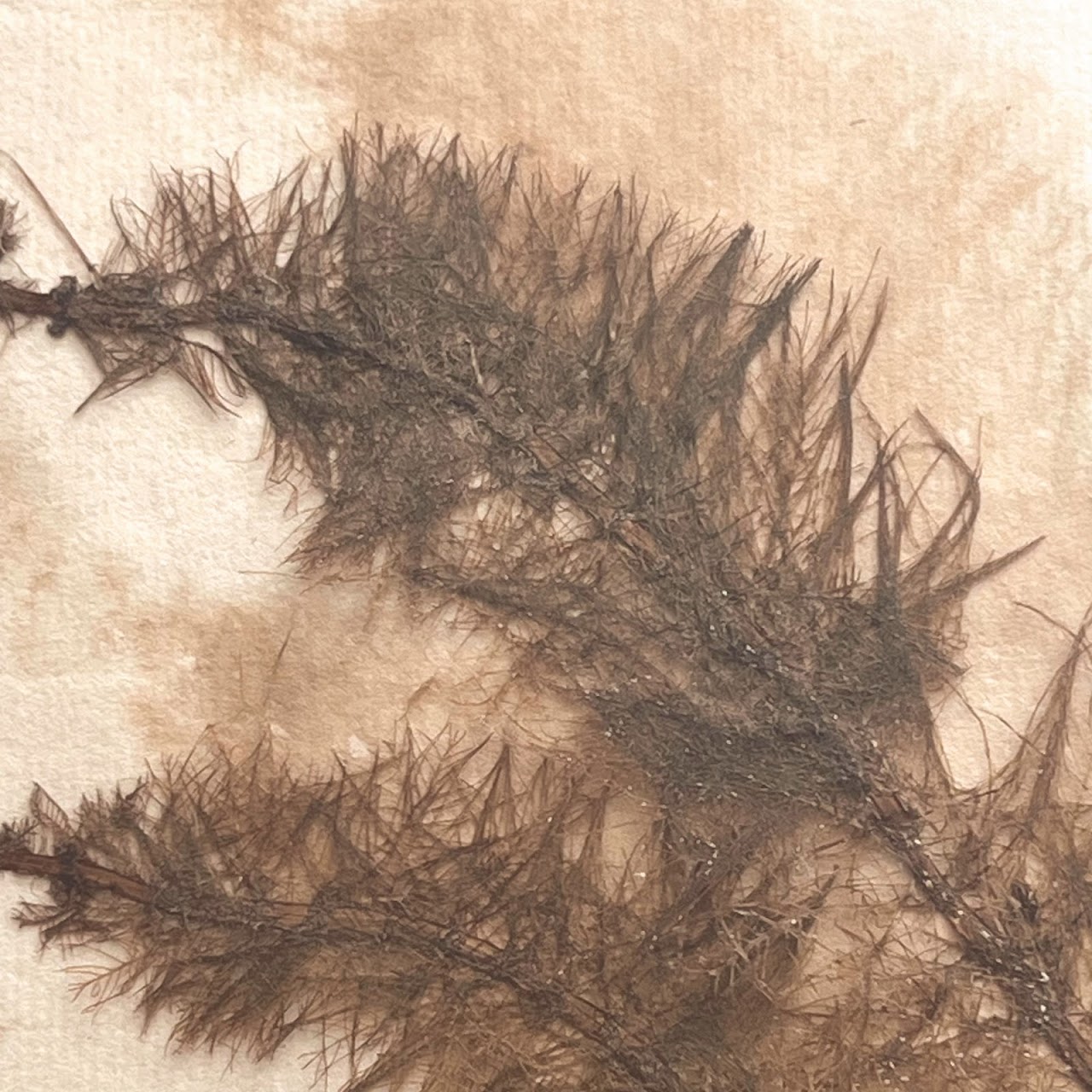 19th C. Myriophyllum Verticillatum Whorl-Leaf Watermilfoil Herbarium Specimen