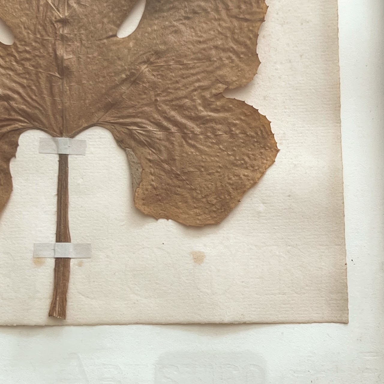 19th C. Cucumin Colocynthis Bitter Apple Herbarium Specimen