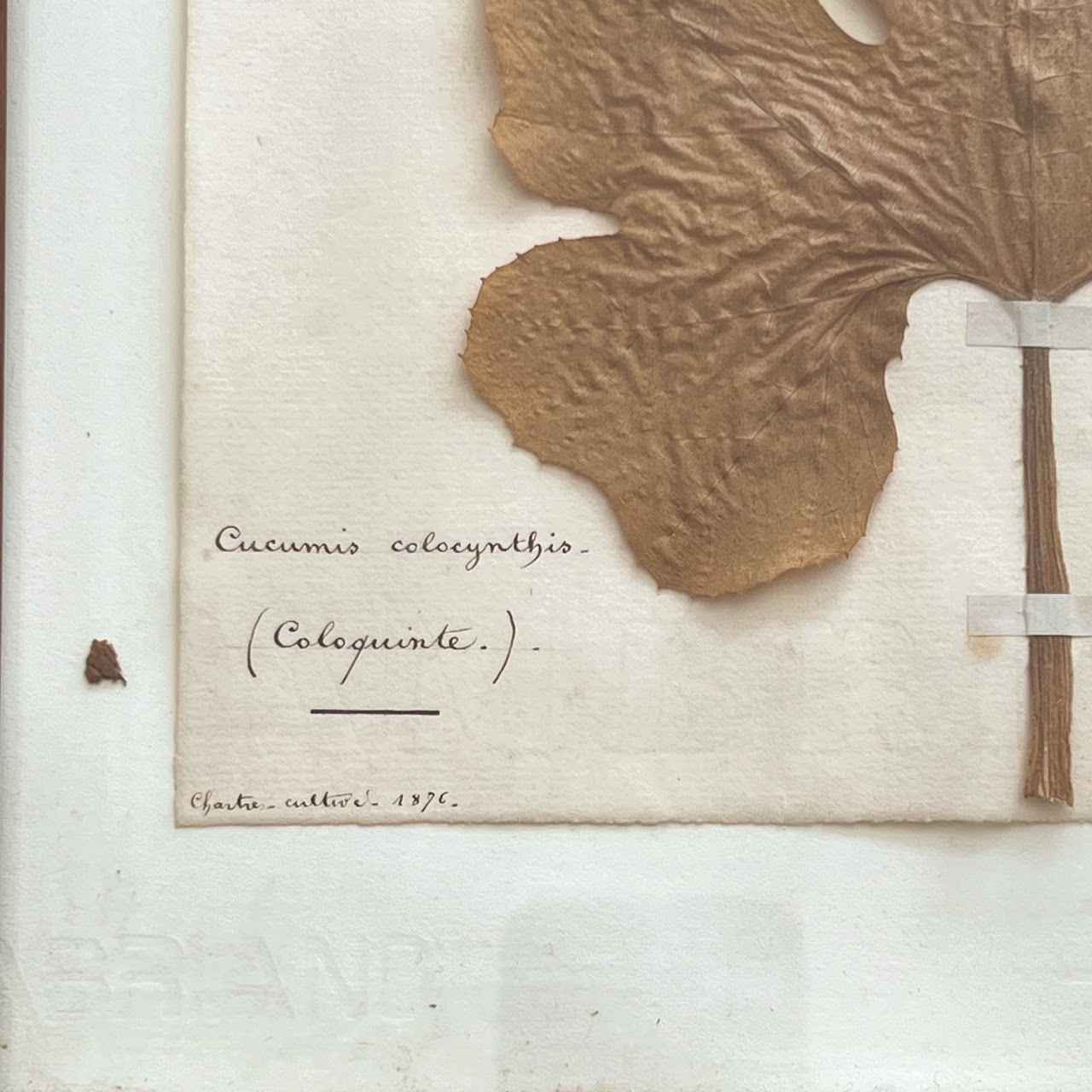 19th C. Cucumin Colocynthis Bitter Apple Herbarium Specimen